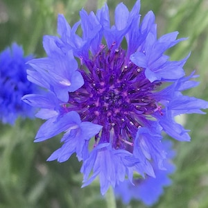 Pode incluir: Close-up de uma vibrante flor de centáurea azul com um centro roxo escuro. As pétalas são delicadas e em camadas, com um fundo verde desfocado de folhagem. A flor está em plena floração, mostrando seus detalhes intrincados.