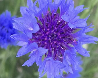 May include: Close-up of a vibrant blue cornflower with a deep purple center. The petals are delicate and layered, with a blurred green background of foliage. The flower is in full bloom, showcasing its intricate details.