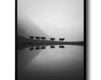 Black and White Cows Photography, Rustic Farmhouse Cattle Wall Art, Modern Monochrome Highland Print, Country Decor
