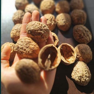 May include: A selection of walnuts, some whole and others with their shells cracked open. The walnuts are a light brown colour and have a textured surface. The image is well-lit, highlighting the details of the nuts.