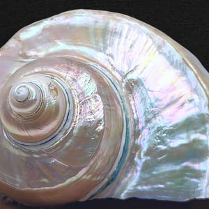 May include: A large, iridescent seashell with a spiral pattern. The shell has a pearlescent sheen with pink, blue, and green hues. The shell's surface is smooth and polished, reflecting light, creating a shimmering effect.