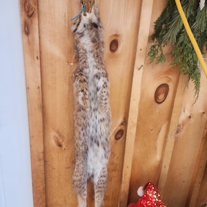 Medium Soft Tanned Maine Bobcat