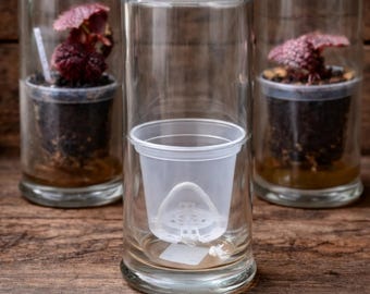 Maceta de riego automático con depósito de vidrio y cúpula de humedad de 8 y 11 pulgadas