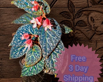 Temyuk Blue × Dracopelta Begonia