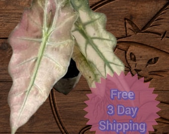 Pink Polly Ghost Alocasia