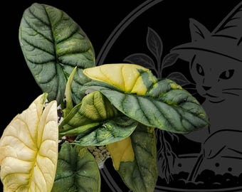 Cormo Aurea Dragón Plateado Cultivado Planta exacta Alocasia