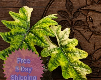 Jacklyn Aurea  Alocasia | Mystic Jacklyn | Tandurusa Variagated
