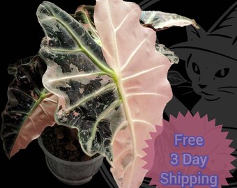 Pink Amazonica Alocasia