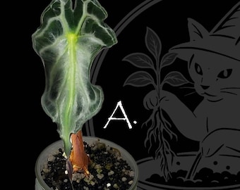 Alocasia venenosa de Corming planta exacta