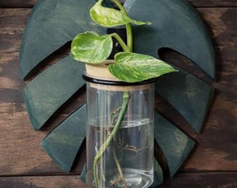 Estación de propagación de hojas de Monstera