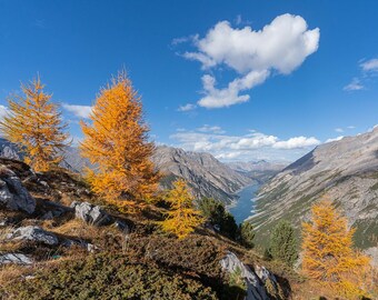 Golden Larch Autumn Alps Print – Mountain Lake View Photography