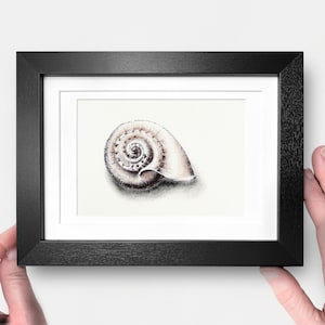 May include: A framed print of a detailed seashell illustration. The artwork depicts a spiral shell in shades of brown and white, set against a white background. The print is presented in a black frame, offering a classic and elegant aesthetic.