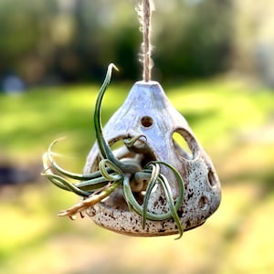May include: A hanging ceramic air plant holder with a speckled, light blue and brown finish. The holder has several circular openings and a natural fibre rope for hanging. Green air plants are nestled inside.