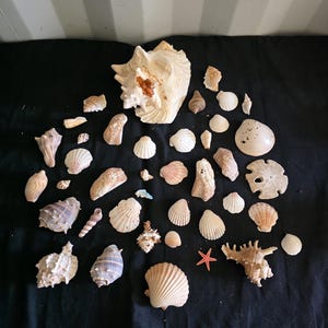 May include: A collection of various seashells and a small orange starfish arranged on a black surface. The assortment includes conch shells, bivalves, a sand dollar, and spiral shells in shades of white, tan, brown, and cream. The text Galaxy S25 Ultra is visible.