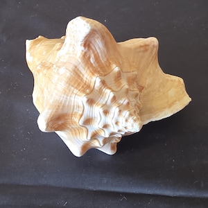May include: A large, natural seashell with a spiral shape and a textured surface. The shell features a blend of beige and light brown hues, with a prominent, pointed apex. The shell's exterior displays a series of ridges and curves.