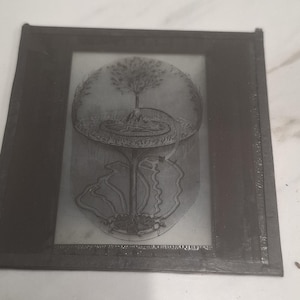 May include: A black and white glass lantern slide featuring a detailed illustration of a tree growing from a circular platform. The image depicts a central trunk with roots extending downward and branches reaching upward, enclosed within a dark frame.