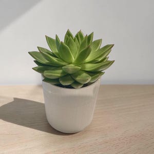May include: A green succulent plant in a small, white ceramic pot. The plant has thick, fleshy leaves arranged in a rosette pattern. The pot is smooth and cylindrical, sitting on a light-coloured wooden surface.