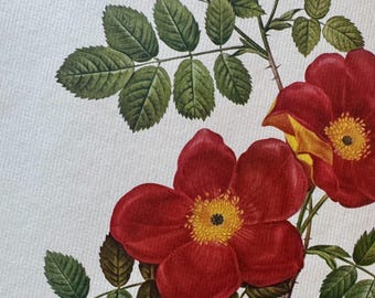Vintage Botanical Rose Print – Rosa gallica, Red Rose Floral Illustration Framed (40 x 50 cm)