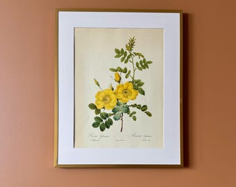 Vintage Botanical Rose Print – Rosa eglanteria, Unframed Floral Illustration Framed (40 x 50 cm)