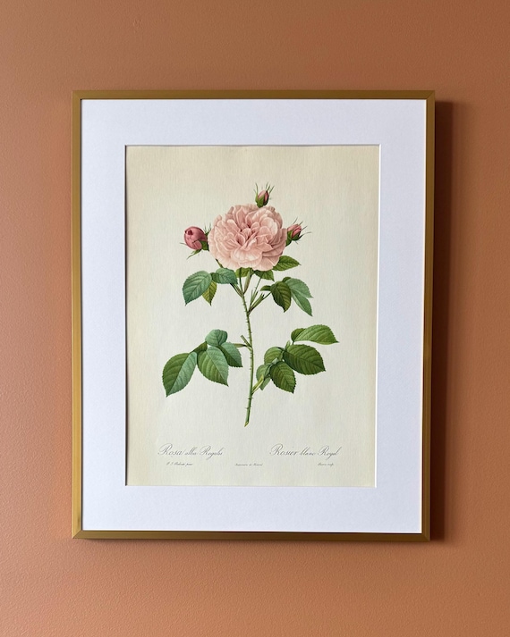 Vintage Botanical Rose Print – Rosa alba regalis, Unframed Floral Illustration (30 × 40 cm)