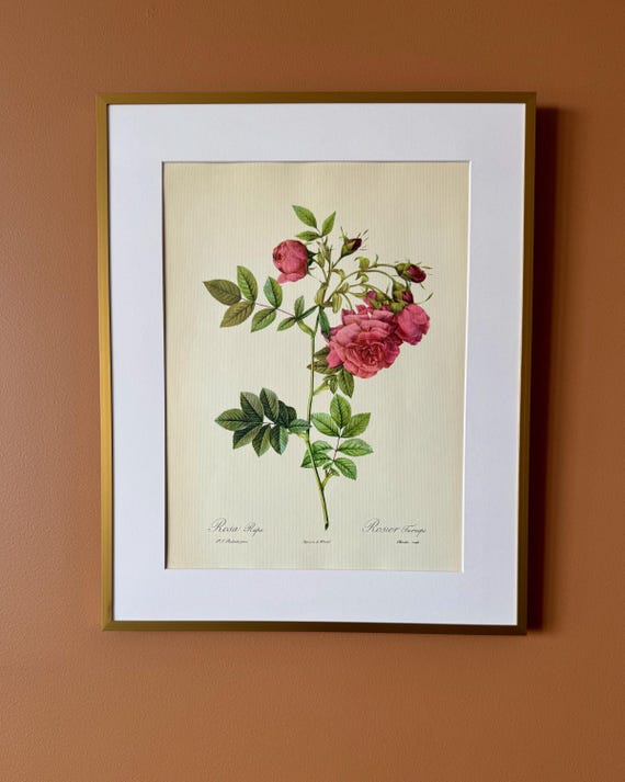 Vintage Botanical Rose Print, Rosa rugosa, Pink Wild Rose Floral Illustration Framed (40 x 50 cm)
