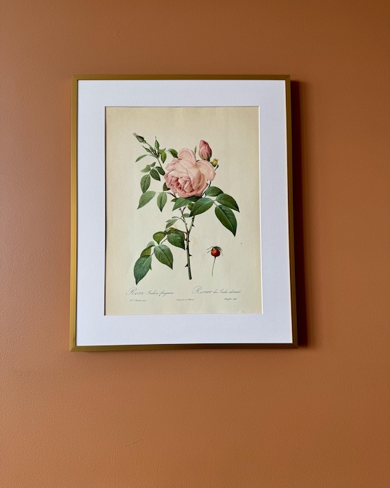 Vintage Botanical Rose Print – Rosa indica fragrans, Unframed Floral Illustration (30 × 40 cm)