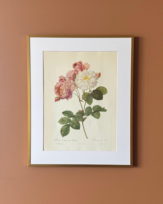 Vintage Botanical Rose Print – Rosa damascena celsiana, Unframed Floral Illustration (30 × 40 cm)
