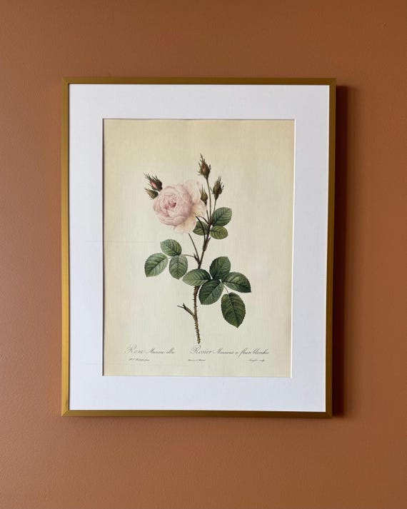 Vintage Botanical Rose Print – Rosa muscosa alba, Unframed Floral Illustration (30 × 40 cm)