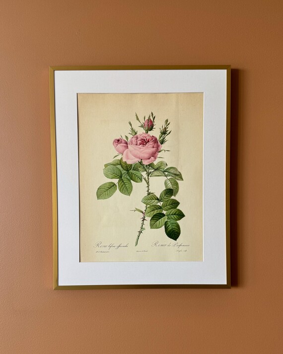 Vintage Botanical Rose Print – Rosa gallica officinalis, Unframed Floral Illustration (30 × 40 cm)