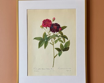 Vintage Botanical Rose Print – Rosa gallica purpurea violacea parva Illustration (40 x 50 cm)