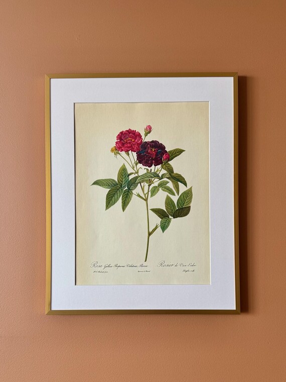 Vintage Botanical Rose Print – Rosa gallica purpurea violacea parva, Framed Floral Illustration (40 x 50 cm)