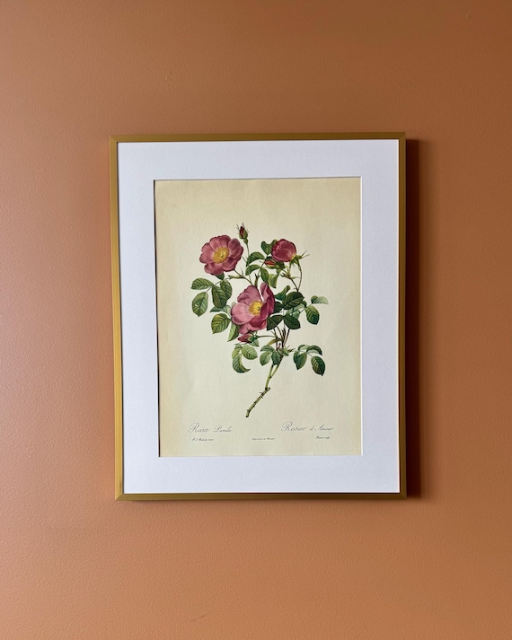 Vintage Botanical Rose Print – Rosa pumila, Framed Floral Illustration (40 × 50 cm)