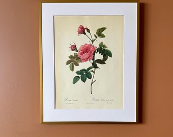 Vintage Botanical Rose Print – Rosa turbinata, Framed Floral Illustration (40 x 50 cm)