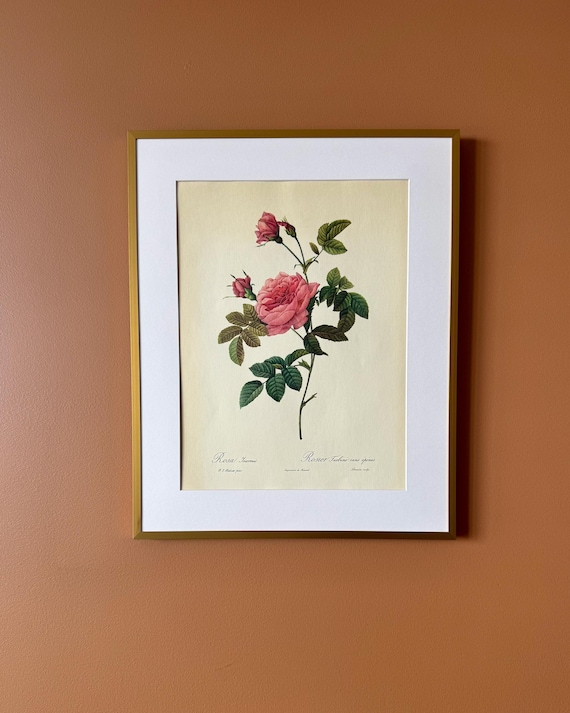 Vintage Botanical Rose Print – Rosa turbinata, Framed Floral Illustration (40 x 50 cm)