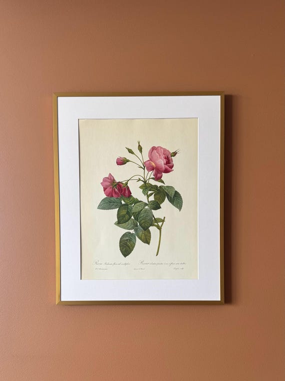 Vintage Botanical Rose Print – Rosa centifolia rubra, Unframed Floral Illustration (30 × 40 cm)