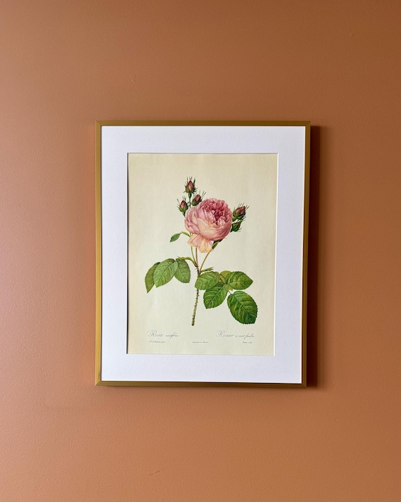 Vintage Botanical Rose Print – Rosa moschata multiplex, Unframed Floral Illustration (30 × 40 cm)