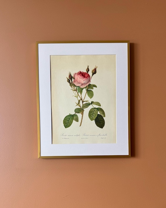 Vintage Botanical Rose Print – Rosa moschata multiplex, Framed Floral Illustration (40 x 50 cm)