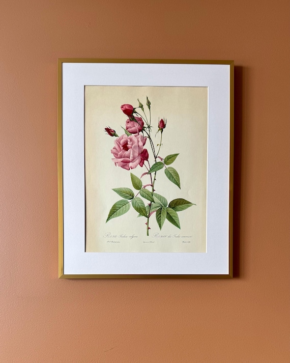 Vintage Botanical Rose Print – Rosa indica vulgaris, Unframed Floral Illustration (30 × 40 cm)