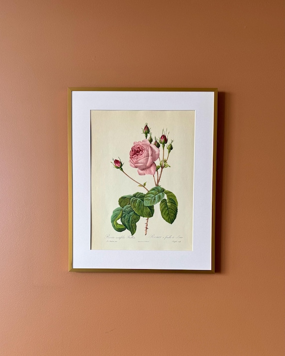 Vintage Botanical Rose Print – Rosa centifolia, Pink Cabbage Rose Floral Illustration Framed (40 x 50 cm)