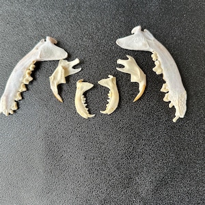 May include: A collection of six off-white animal jawbone fragments arranged in a symmetrical pattern. The set includes two large curved jawbones with visible teeth, two medium-sized jawbones with pointed tips, and two smaller curved jawbone pieces.