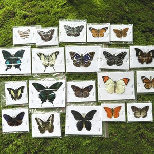 Puede incluir: Una colección de veinte mariposas preservadas individuales, cada una montada sobre una tarjeta rectangular blanca y encerrada en una funda de plástico transparente. Las mariposas muestran una variedad de patrones de alas, colores y tamaños, incluyendo negro, naranja, blanco y verde.