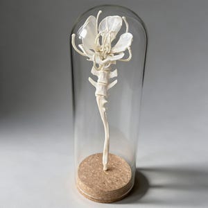 Könnte beinhalten: Eine weiße, knochenartige Skulptur in Form einer Blume mit einem Stiel aus gestapelten Wirbeln, eingeschlossen in einer klaren Glasglocke, die auf einem runden, hellbraunen Korksockel steht und ein einzelnes Ausstellungsstück bildet.