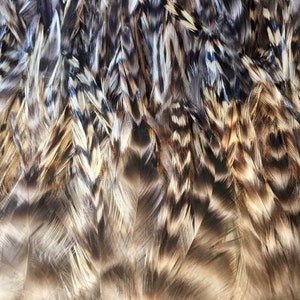 May include: Close-up of a collection of brown, black, and white feathers. The feathers are arranged in a random pattern, creating a textured background.