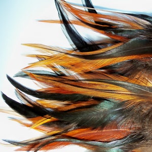 Fire Red and Iridescent Black Rooster Saddle Feathers for Hair Extensions, Hair Clips and Jewelry Bold Vibrant Colors Shampooed CLEAN Fresh