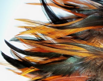 Fire Red and Iridescent Black Rooster Saddle Feathers for Hair Extensions, Hair Clips and Jewelry Bold Vibrant Colors Shampooed CLEAN Fresh