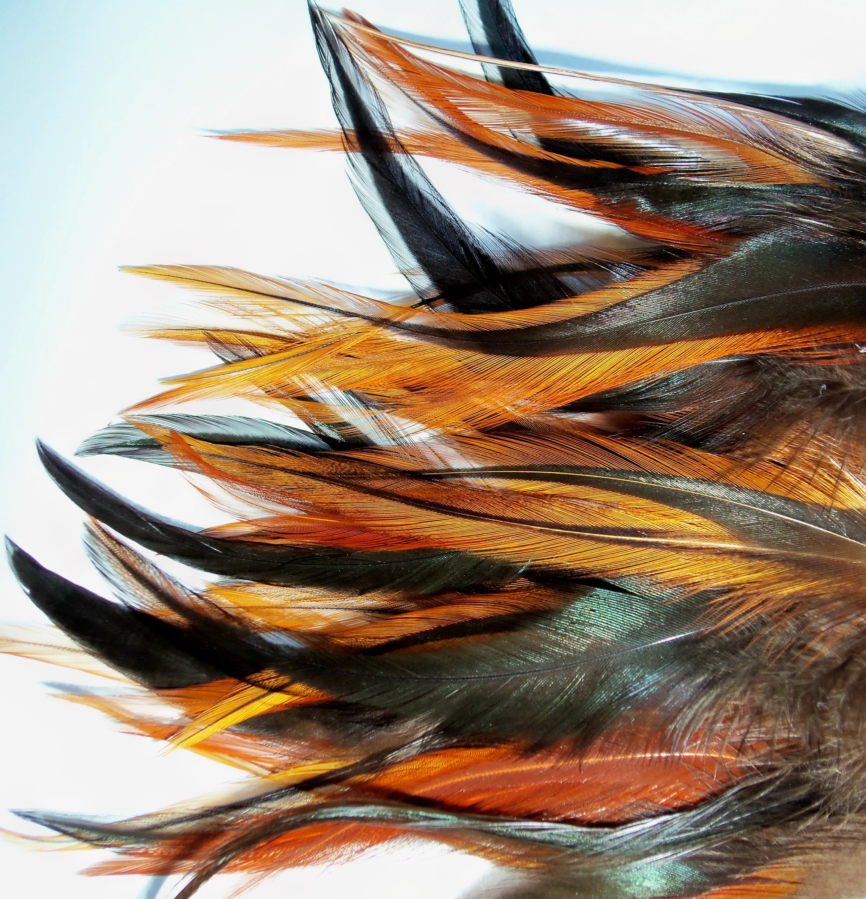 Rooster Feathers/accessories/decorations/colorful Feathers - Temu