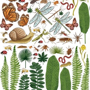 Può includere: Illustrazione dettagliata di vari insetti e piante. L'immagine presenta farfalle, coccinelle, api, libellule e altri insetti, insieme a felci, foglie e fiori. L'opera d'arte è colorata e dettagliata, con uno stile vintage.
