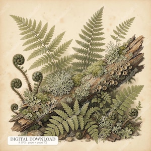 May include: A botanical illustration featuring green fern fronds, curled fiddleheads, and a textured brown log covered in patches of light green moss, grey lichen, and small cup-shaped fungi, set against a vintage-style aged paper background.