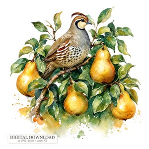 Könnte beinhalten: Eine Aquarellillustration einer Schopfwachtel, die auf einem Ast sitzt, umgeben von vier gelben Birnen und grünen Blättern. Das Bild enthält den Text "DIGITAL DOWNLOAD 12 JPG 4096 x 4096 PX" in der unteren linken Ecke der Komposition.