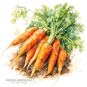 May include: A watercolour illustration of a bunch of fresh orange carrots with vibrant green leafy tops. The carrots are partially covered in brown soil, showcasing a realistic garden harvest aesthetic with detailed textures and earthy tones.